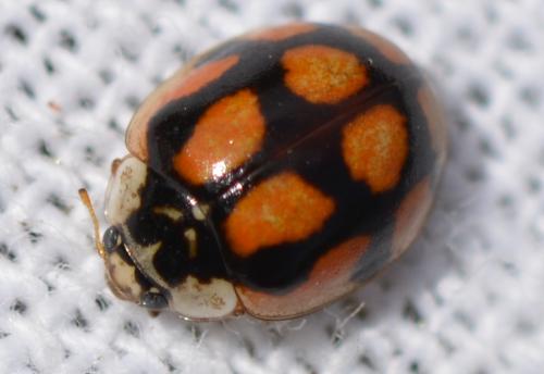 Réf. 307 678 : Adalia decempunctata